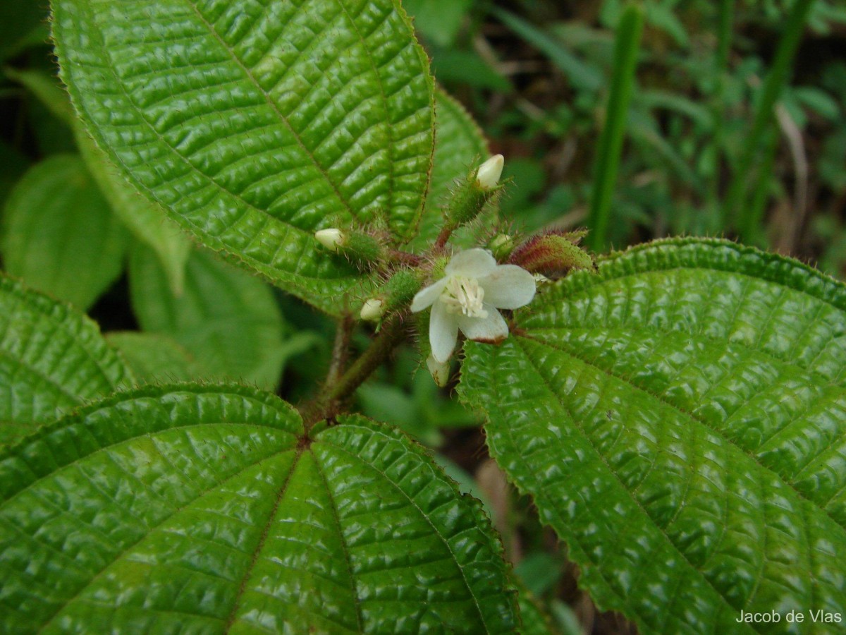 Miconia crenata (Vahl) Michelang.